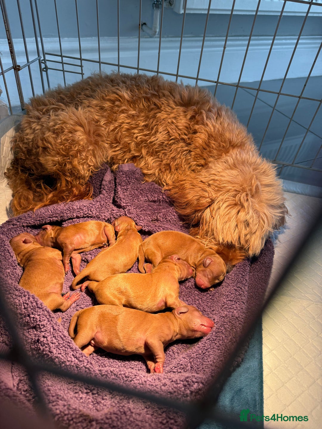 Cockapoo dogs for sale: F2 Red Cockapoo’s  - Image 5