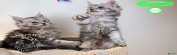 Maine Coon cats for sale: Stunning Maine Coon Kittens - Advert 12