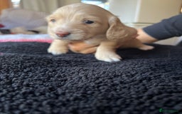 Dachshund dogs for sale:  Cream long haired miniature Dachshund - Image 6