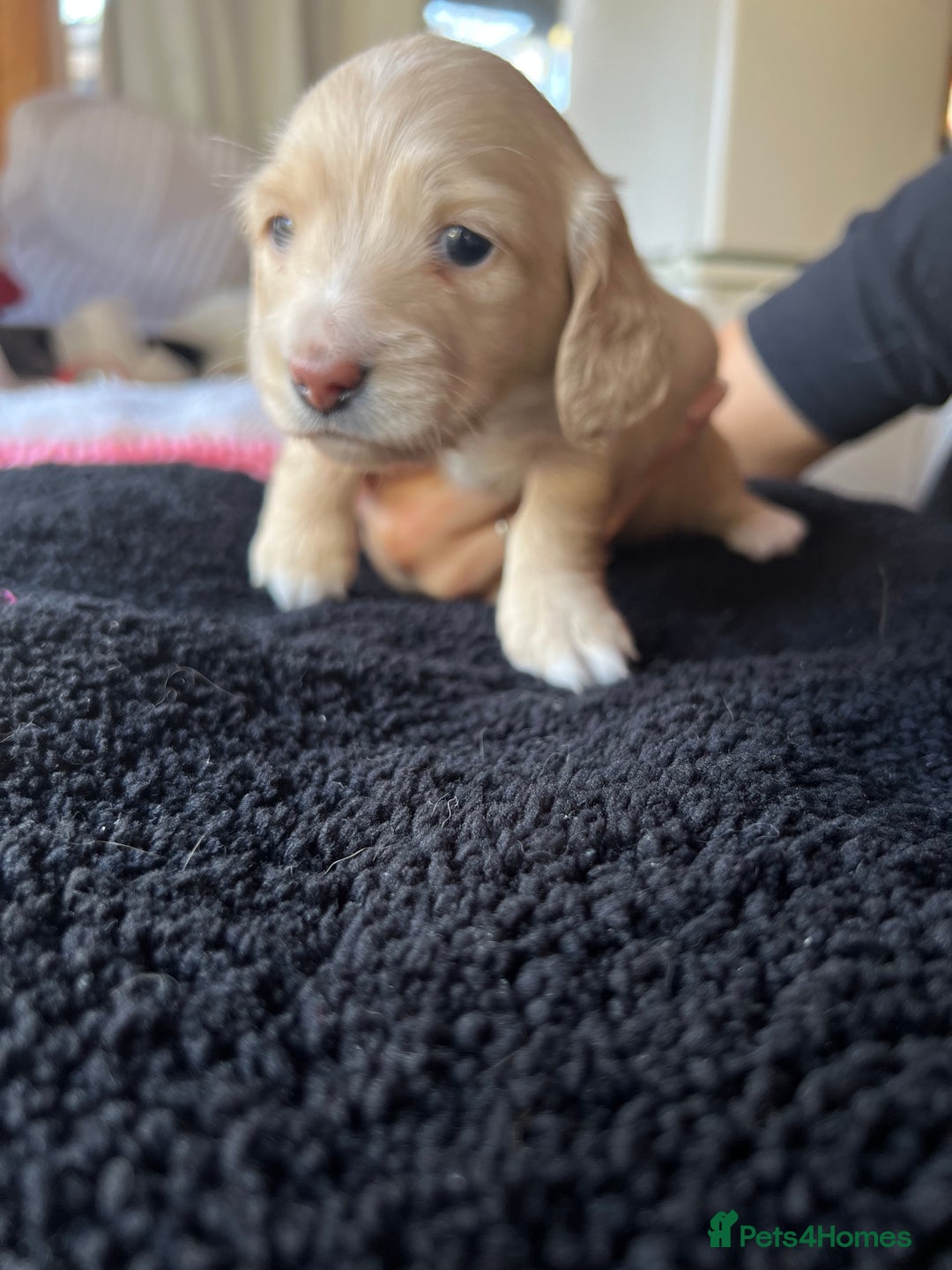 Dachshund dogs for sale:  Cream long haired miniature Dachshund - Image 6