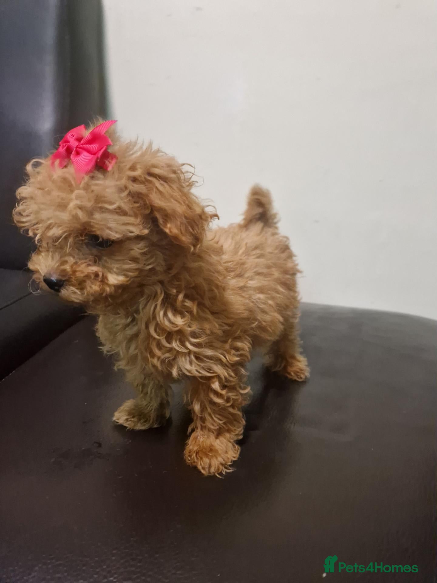 Maltipoo dogs F1  **  Maltipoo Puppies 🥰 - Advert 7