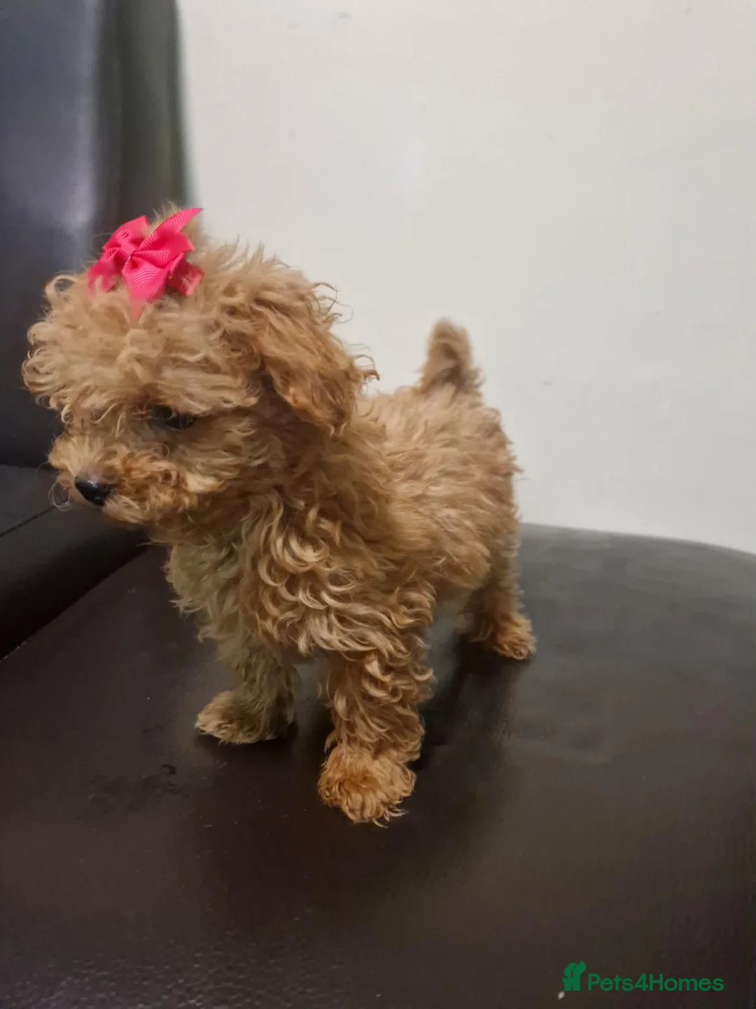 Maltipoo dogs for sale: F1  **  Maltipoo Puppies 🥰 - Advert 1