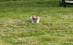Mixed Breed dogs for sale: Gorgeous chihuahua x Jack russel for sale  - Image 6