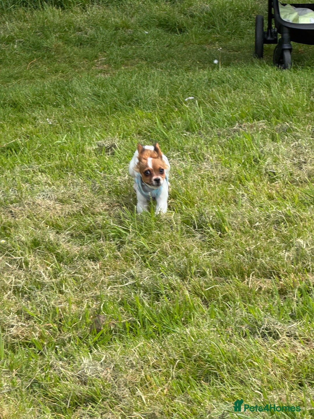 Mixed Breed dogs for sale: Gorgeous chihuahua x Jack russel for sale  - Image 6