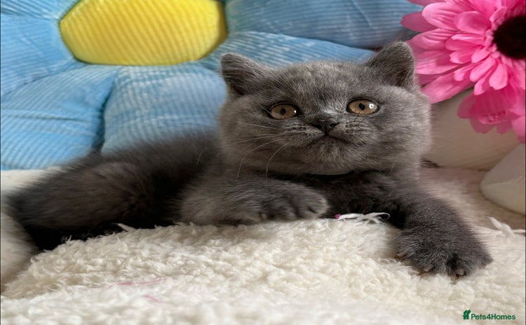 British Shorthair cats - Advert 18