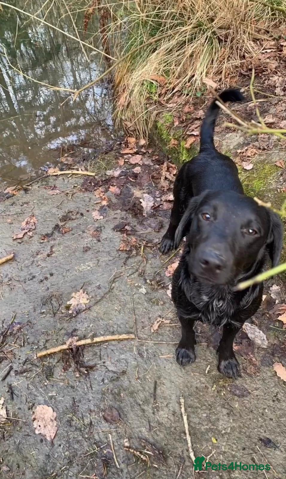 Cockerdor dogs Handsome “Bear” - Advert 1