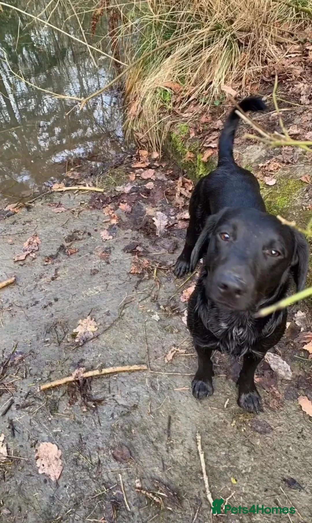 Cockerdor dogs for sale: Handsome “Bear” - Advert 1