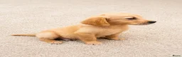 Golden Retriever dogs for sale: 1girl💕 ready to leave golden retrievers 🐶 - Advert 4