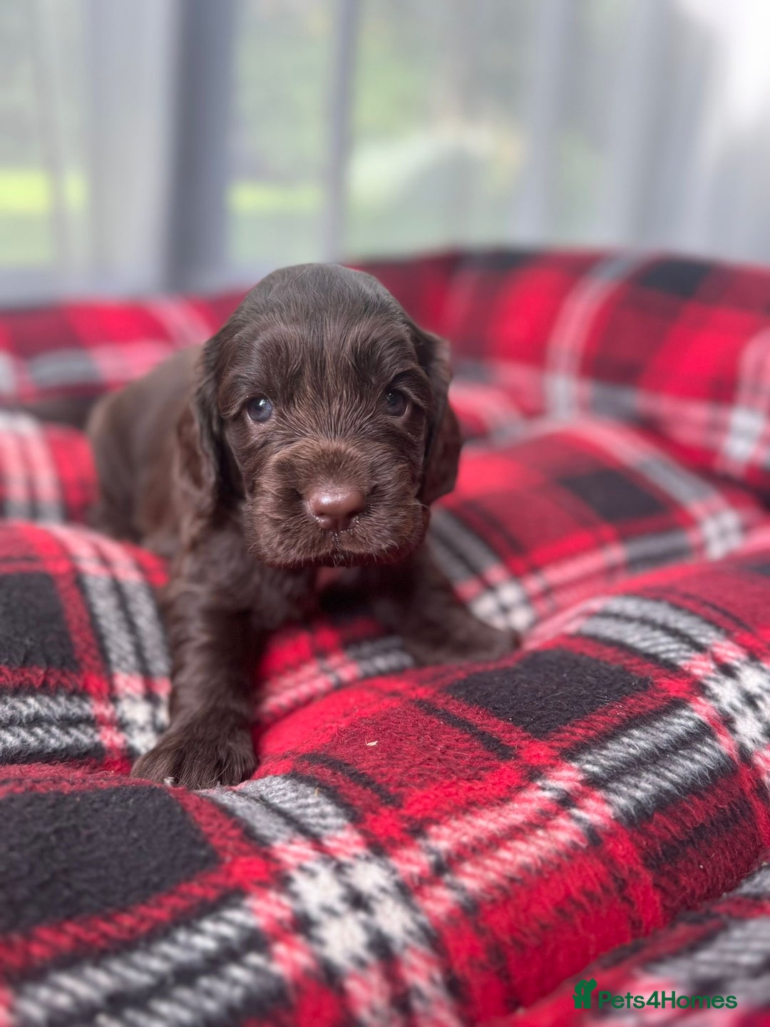 Cocker Spaniel dogs for sale: Cocker spaniel puppies  - Image 16