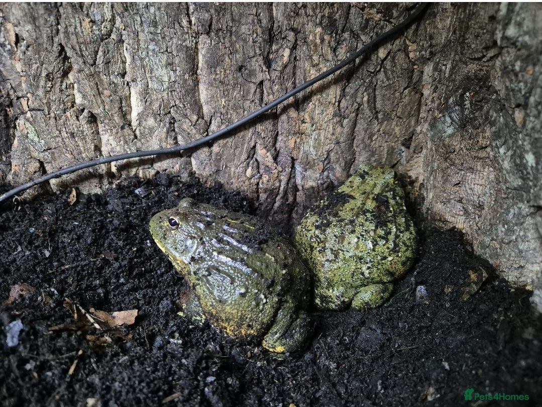 Frog reptiles F+M Giant African Bullfrogs with Vivarium - Advert 1