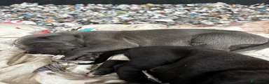 Great Dane 3