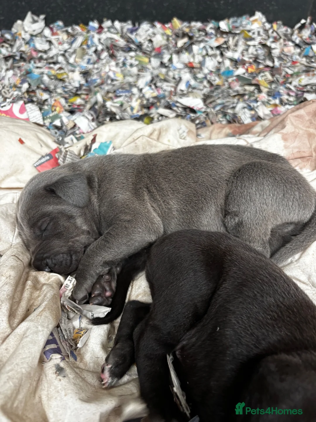 Great Dane dogs for sale: 2 girls left Great Dane puppys - Advert 22