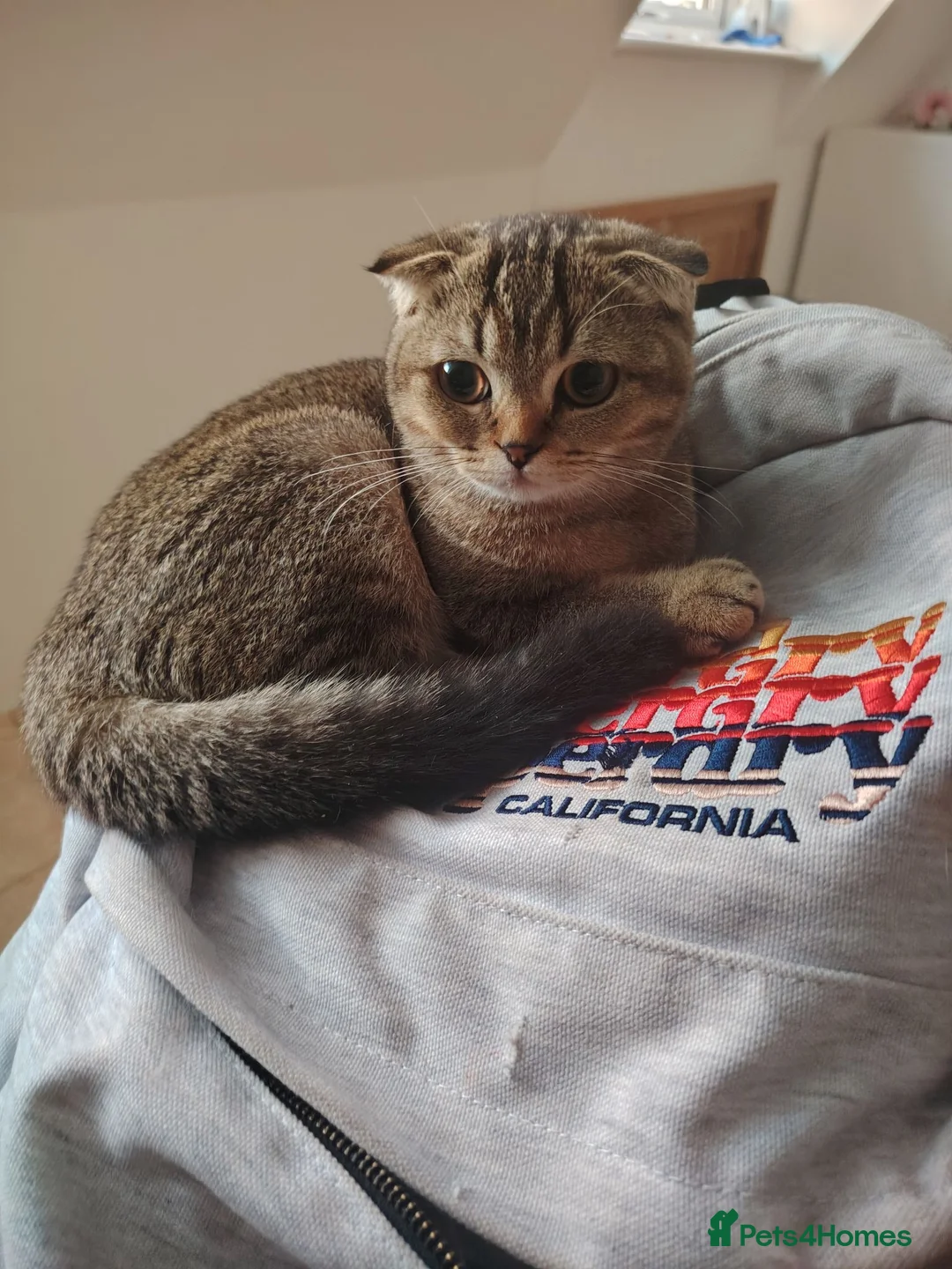 British Shorthair cats for sale: British shorthair/Scottish fold kittens  - Advert 2
