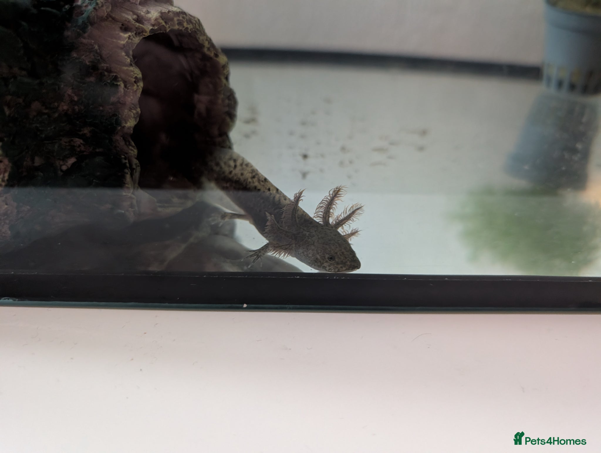 Axolotl reptiles Axolotls - Advert 10