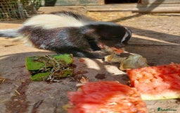 Mixed Breed rodents for sale: Gorgeous skunk - Image 3