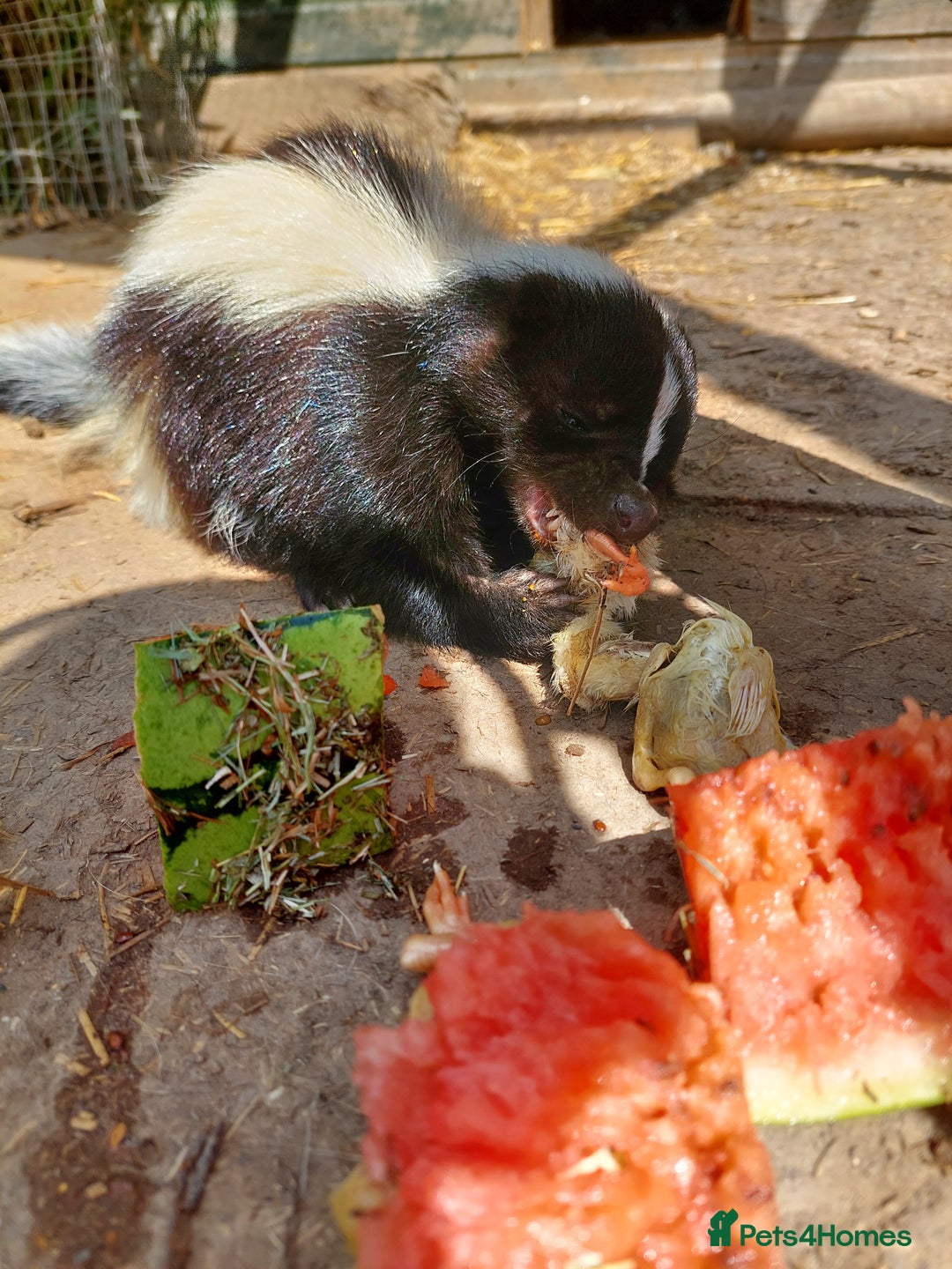 Mixed Breed rodents for sale: Gorgeous skunk - Image 3