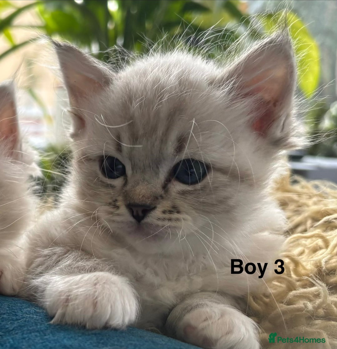 Ragdoll cats for sale: Stunning Ragdoll Kittens Available - Advert 7