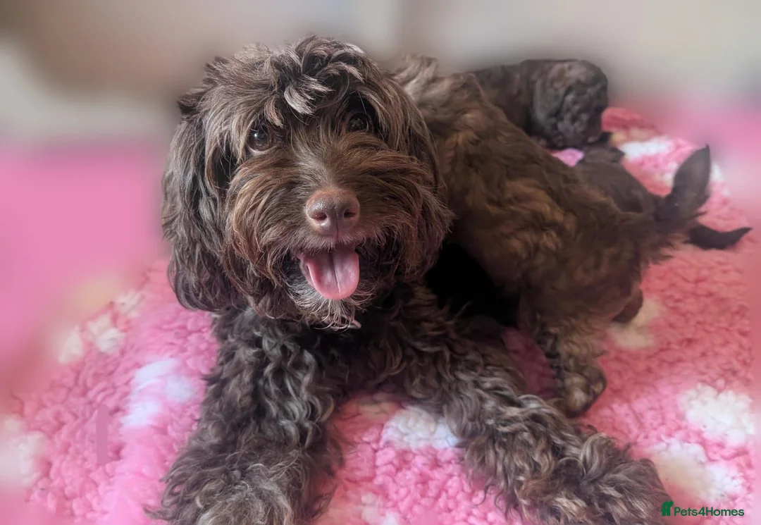 Cavapoo dogs for sale: RARE CHOCOLATE CÀVAPOOs - Advert 11