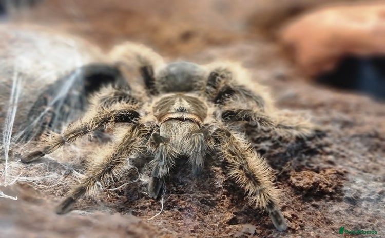 Spiders invertebrates - Advert 1