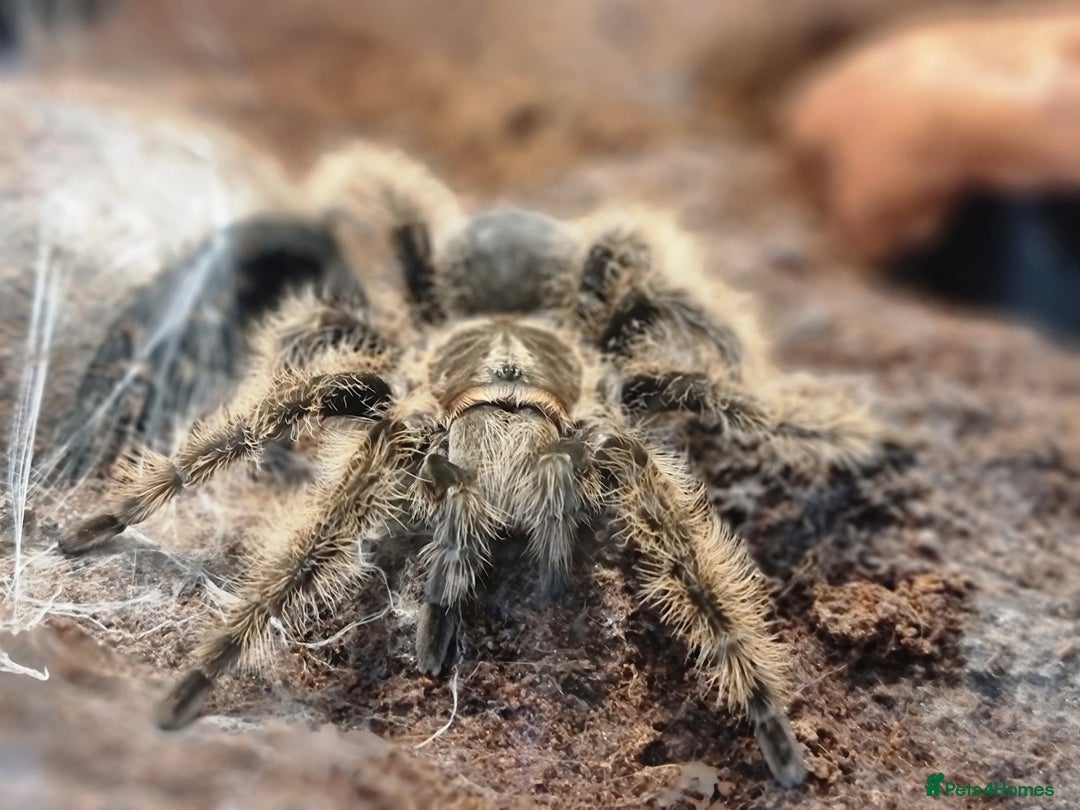 Spiders invertebrates for sale: Tarantula Collection 10 spiders  - Image 1