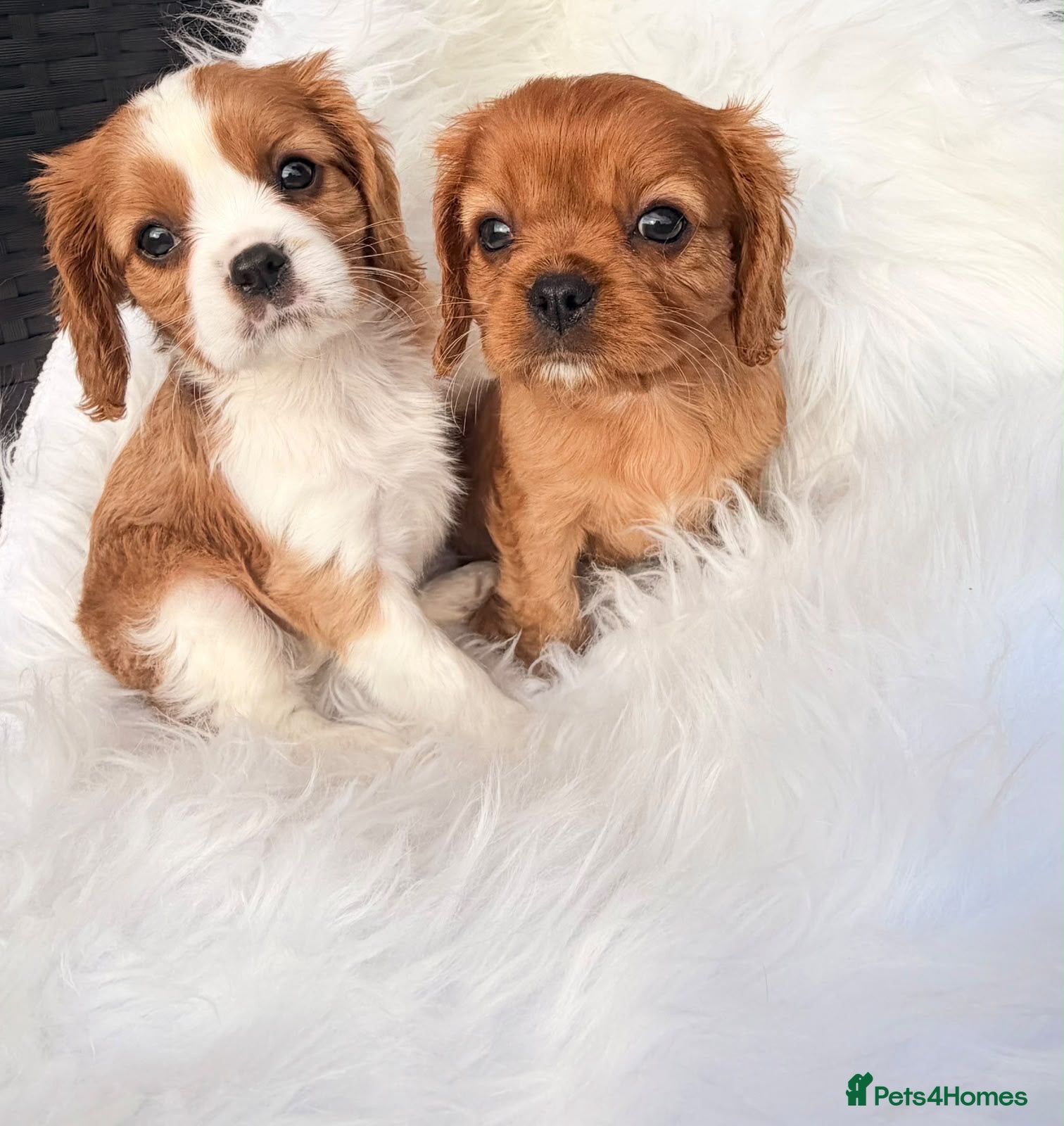 Cavalier King Charles Spaniel dogs 💙 Health Tested Cavalier Boys💙 - Advert 1