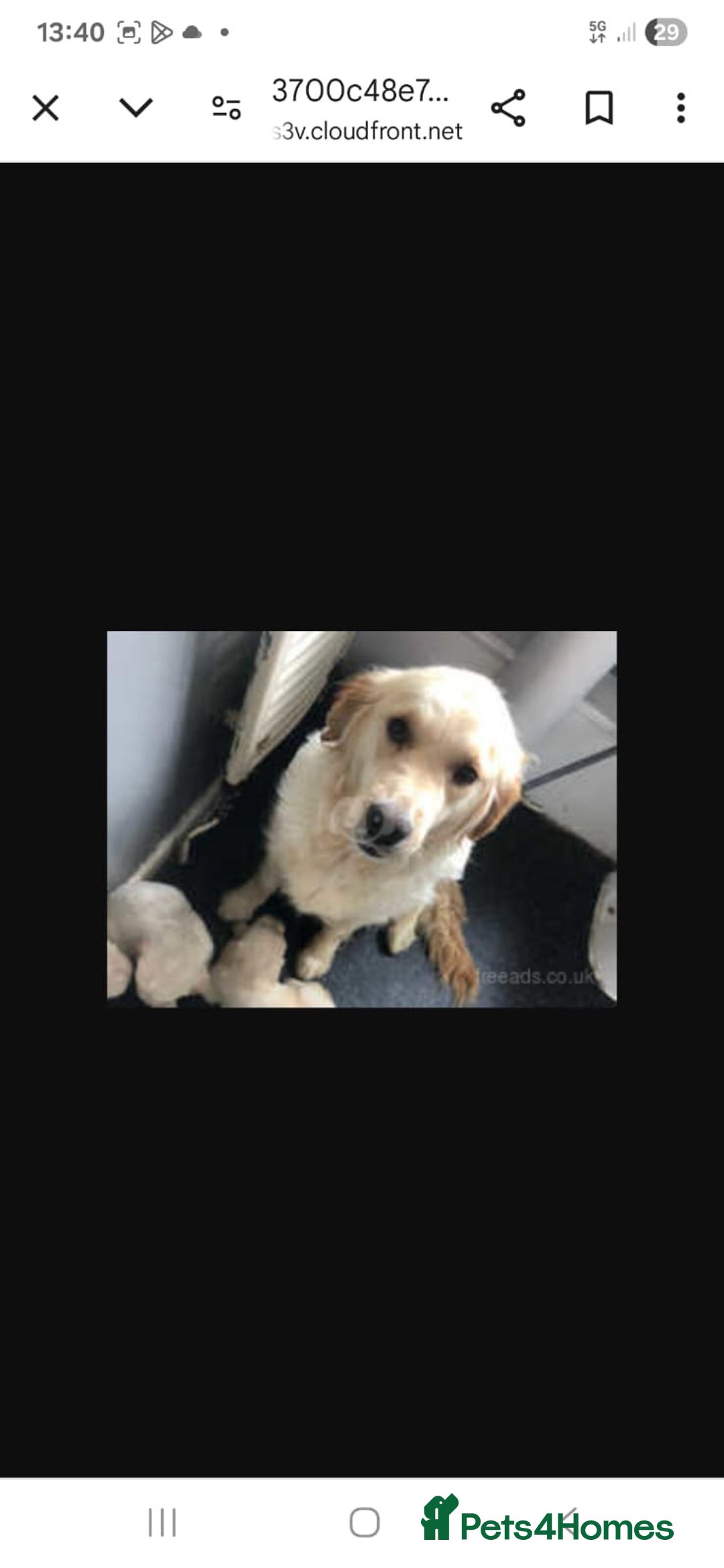 Golden Retriever dogs for sale: 9 weeks old golden retriever puppy’s  - Image 8