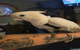 Parrots birds for sale: Beautiful parrot for sale  - Advert 6