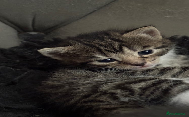 Mixed Breed cats - Advert 1