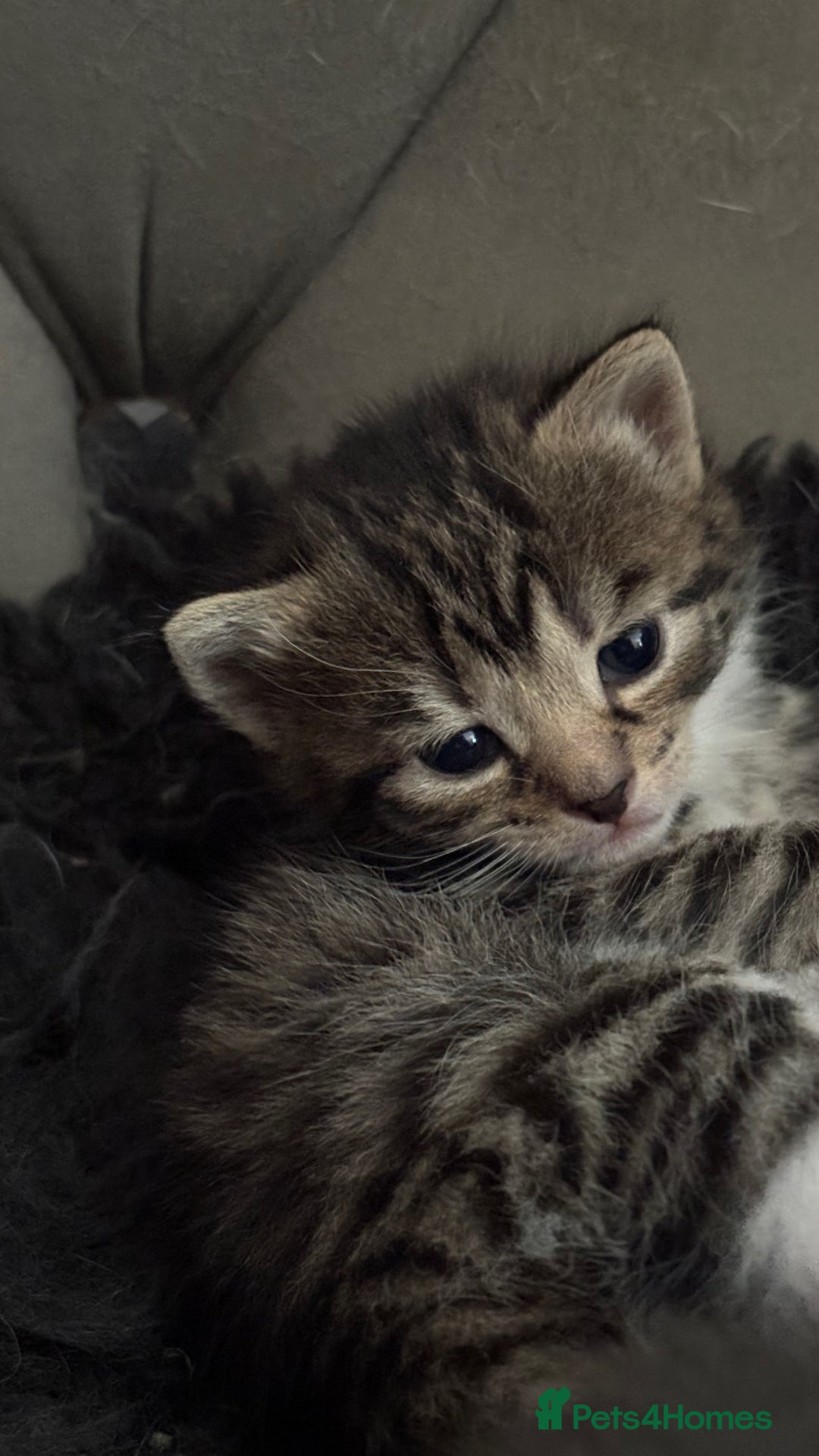 Mixed Breed cats for sale: 4 kittens for sale  - Image 1