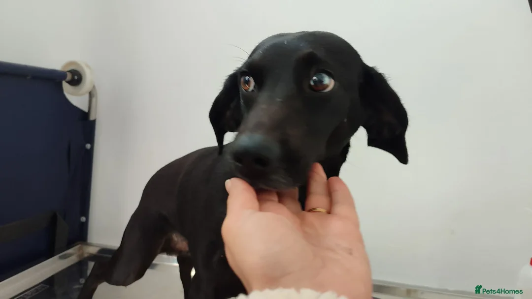 Mixed Breed dogs for adoption: BAHAR in Scarborough - Advert 2