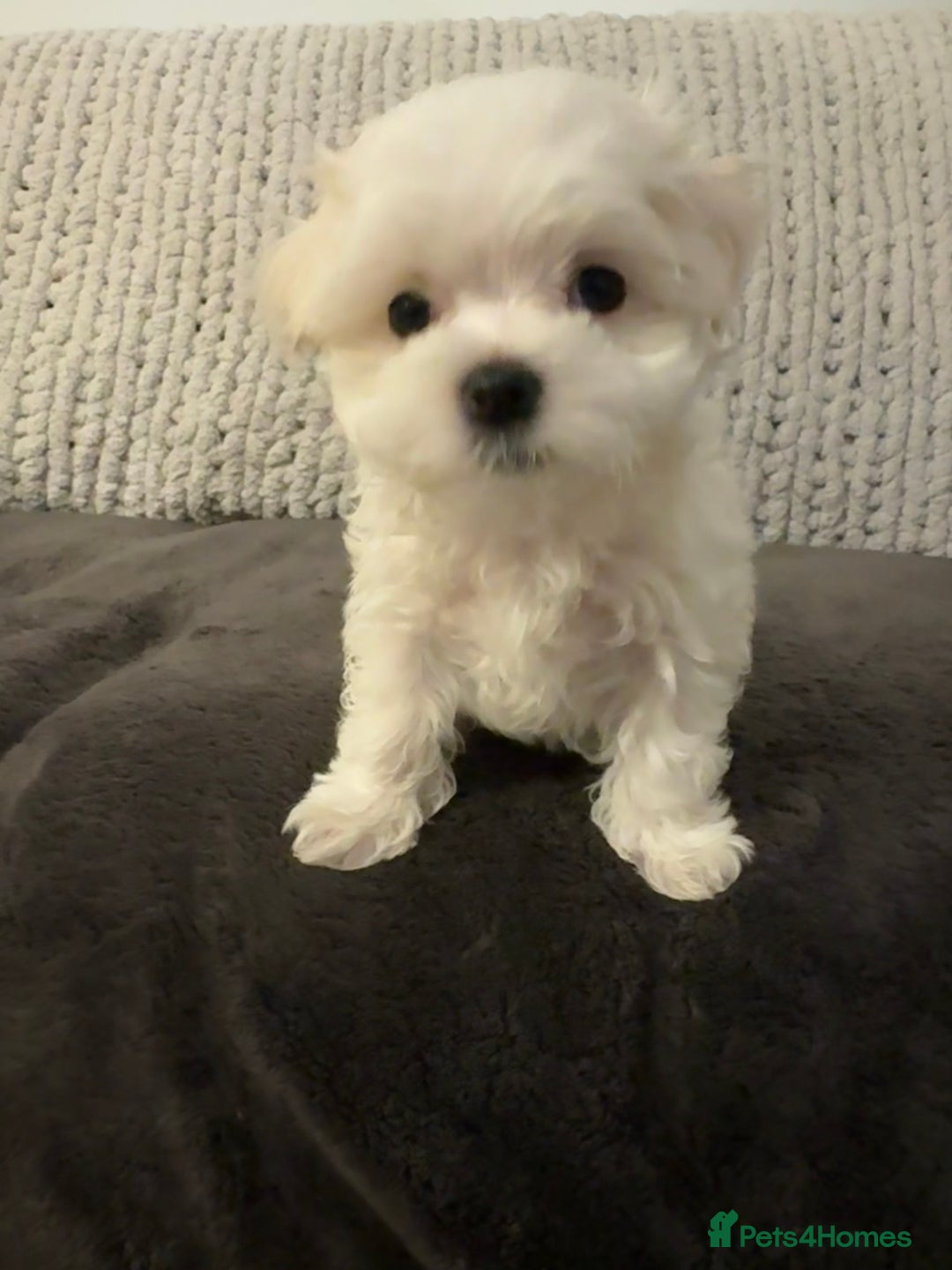 Maltese dogs for sale: **READY NOW** Full Maltese Boy Puppy’s  - Image 7