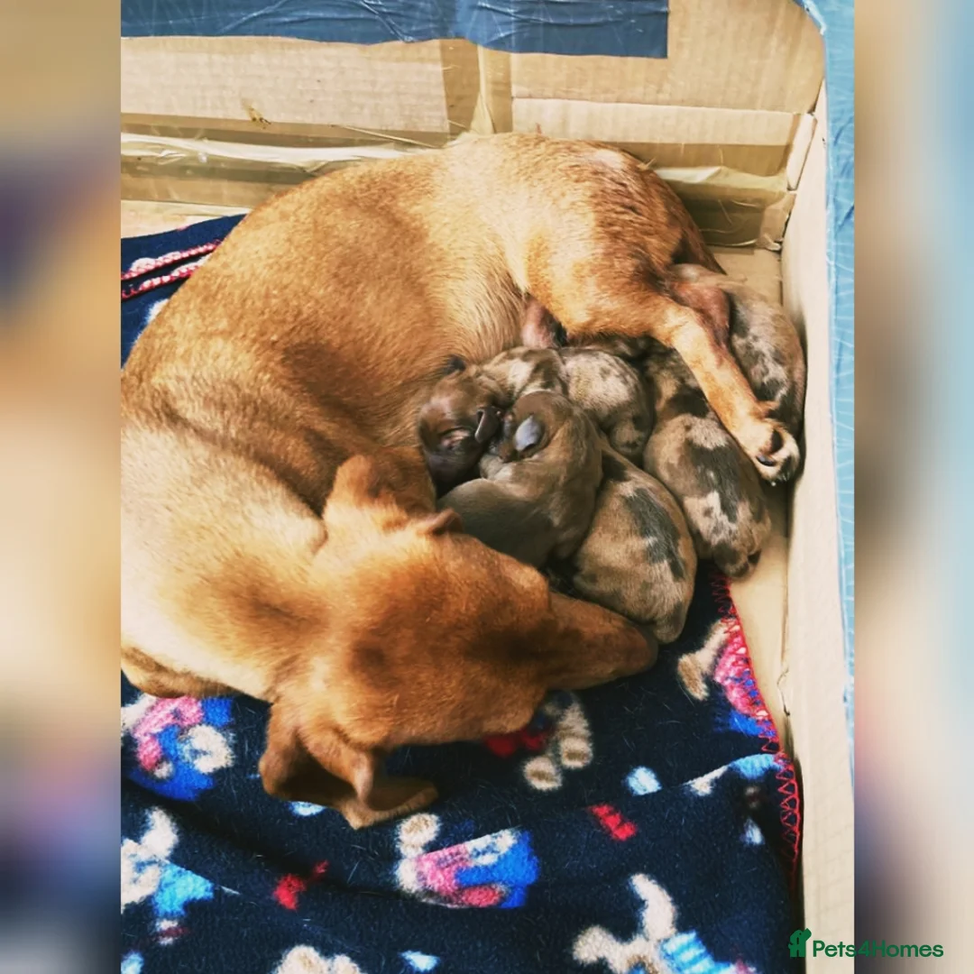 Miniature Dachshund dogs for stud: Chocolate and Tan Smooth Coat STUD  in Pontypridd - Advert 20