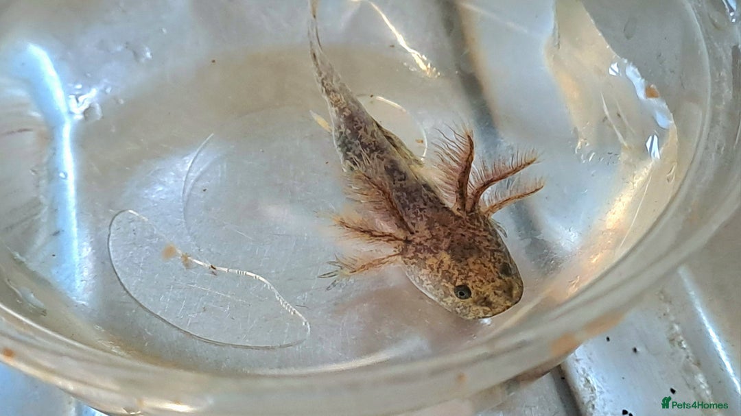 Axolotl reptiles for sale: Axolotls  - Image 13
