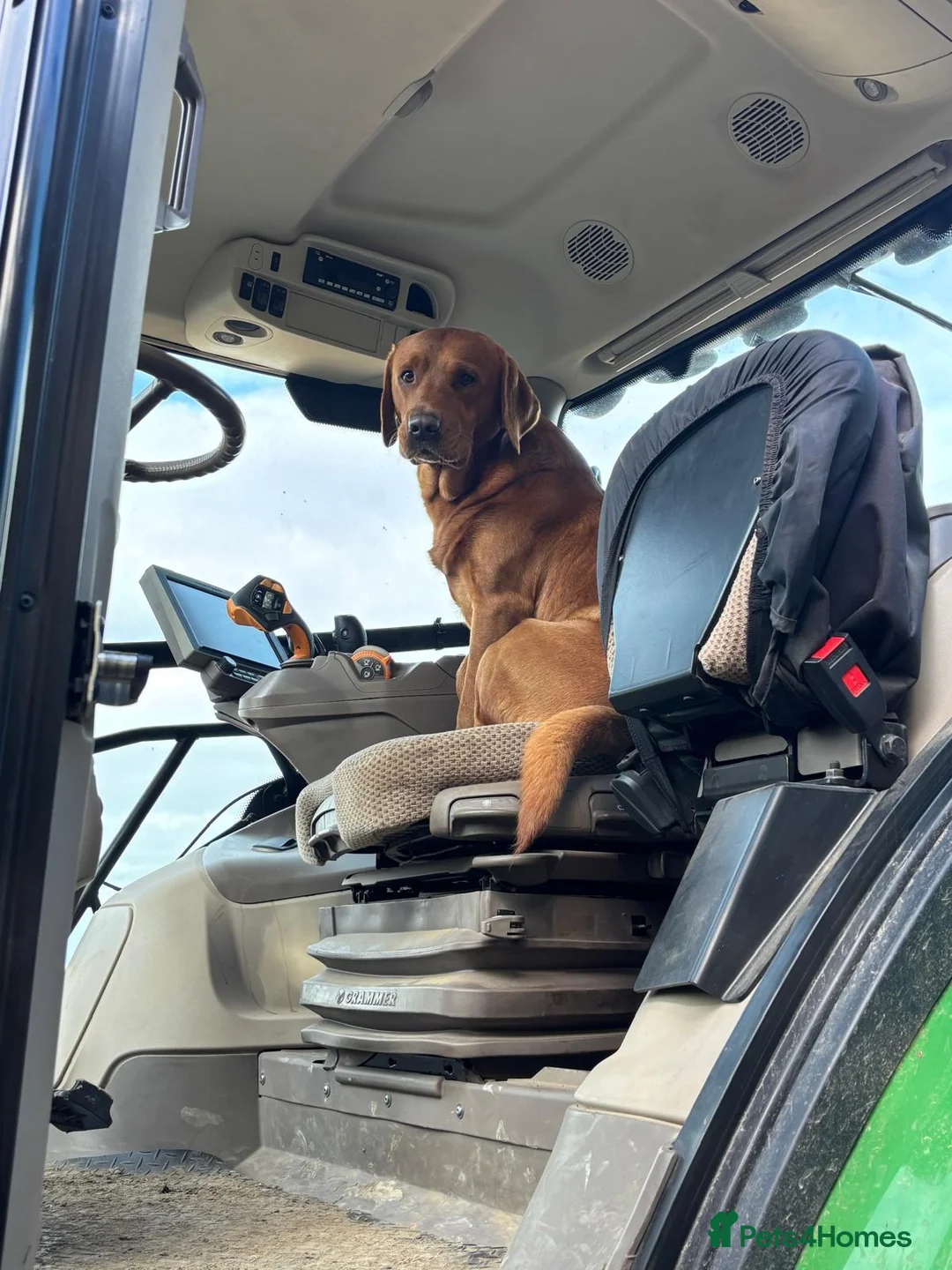 Labrador Retriever dogs for sale: Labrador puppies  - Advert 2