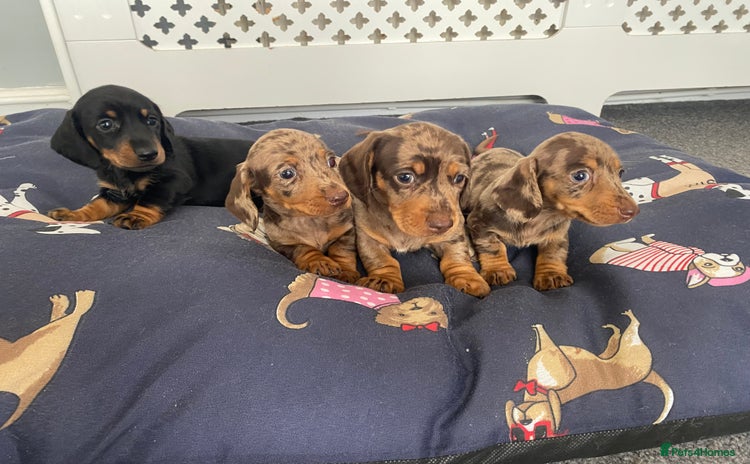 Dachshund dogs - Advert 1