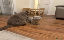 British Shorthair cats for sale: Beautiful rare lilac British shorthair kittens - Image 2