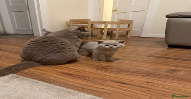 British Shorthair cats - Advert 1