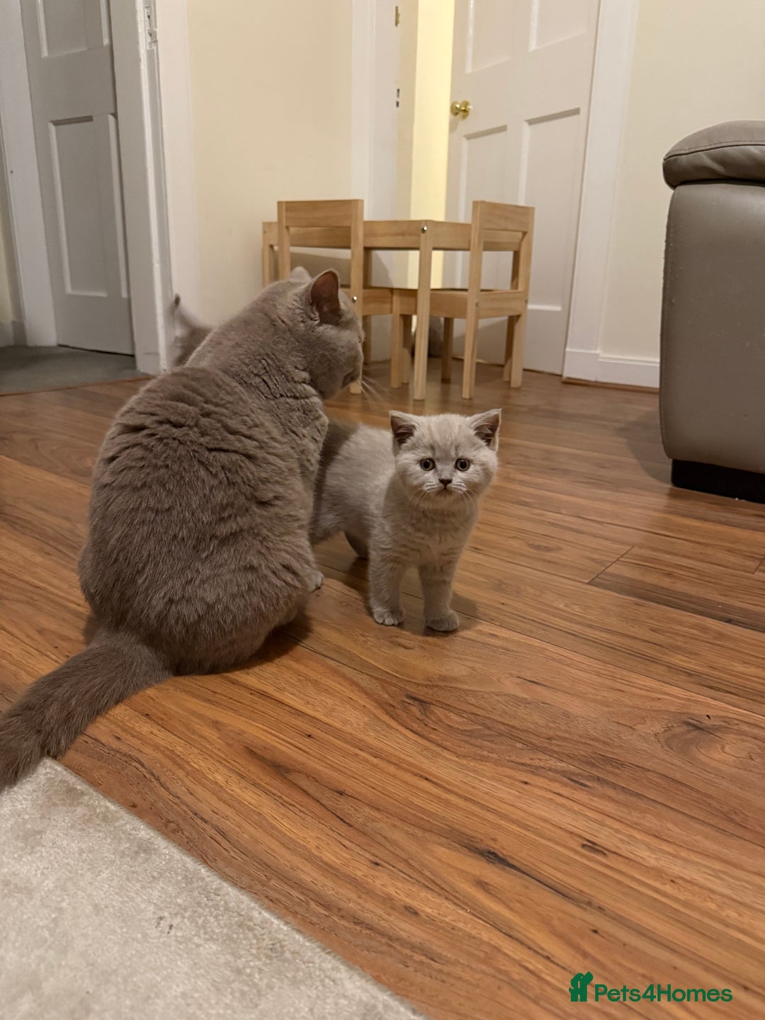 British Shorthair cats for sale: Beautiful rare lilac British shorthair kittens - Image 2