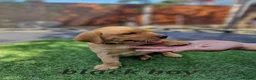 Labrador Retriever dogs for sale: KC registered Labrador Retriever puppies  in Ilford - Advert 8