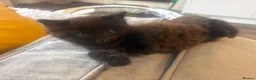Mixed Breed cats for sale: Beautiful Kittens For Sale - Advert 18