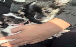 Chihuahua dogs for sale: Ready to leave female chihuahua BOTH vaccines done - Image 20