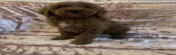 Goldendoodle dogs for sale: Beautiful doodles looking for forever homes - Advert 19