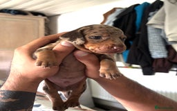 Dachshund dogs for sale: 🐾 Beautiful Dachshund Puppies -Forever Homes 🐾 - Image 5