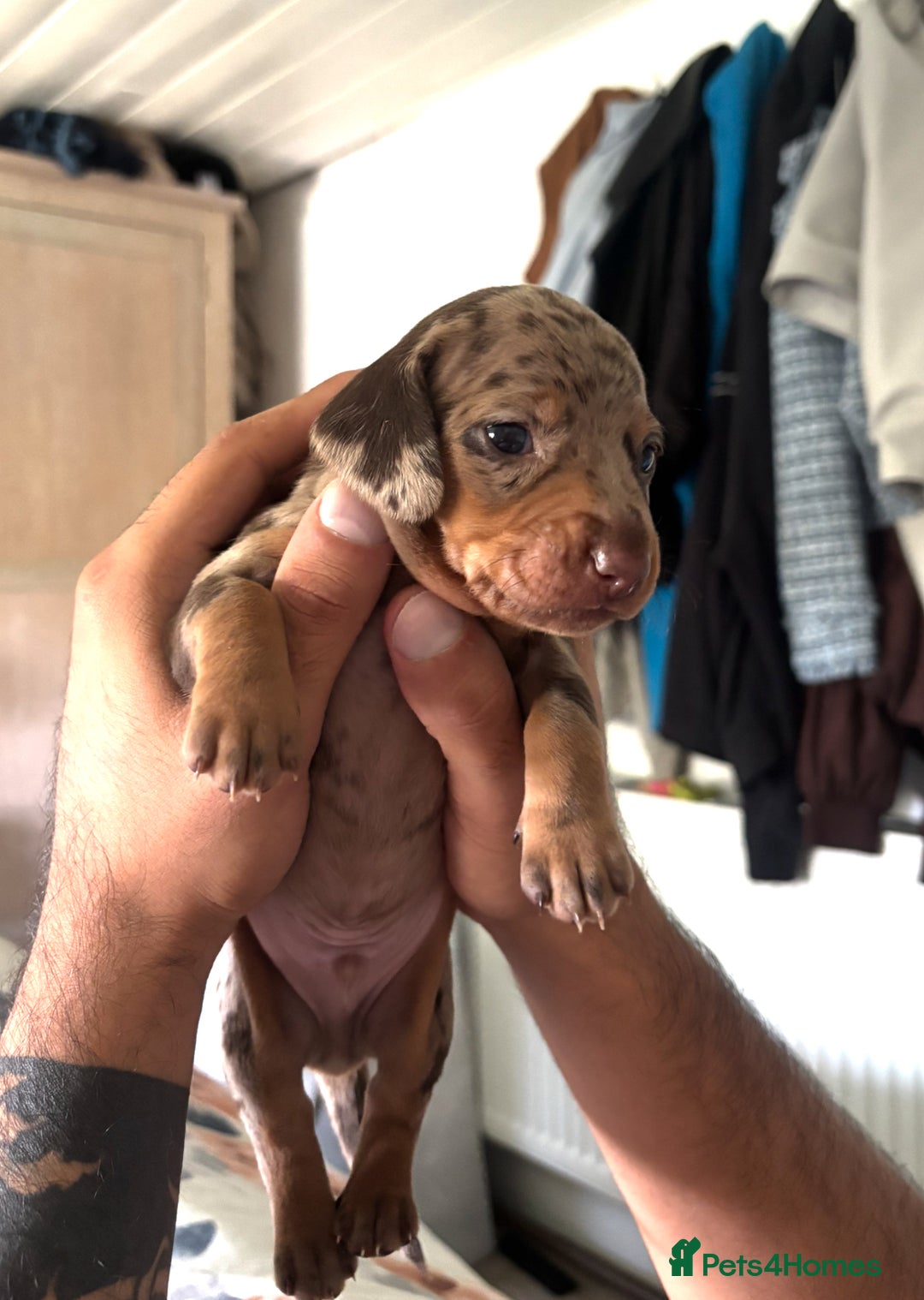 Dachshund dogs for sale: 🐾 Beautiful Dachshund Puppies -Forever Homes 🐾 - Image 5