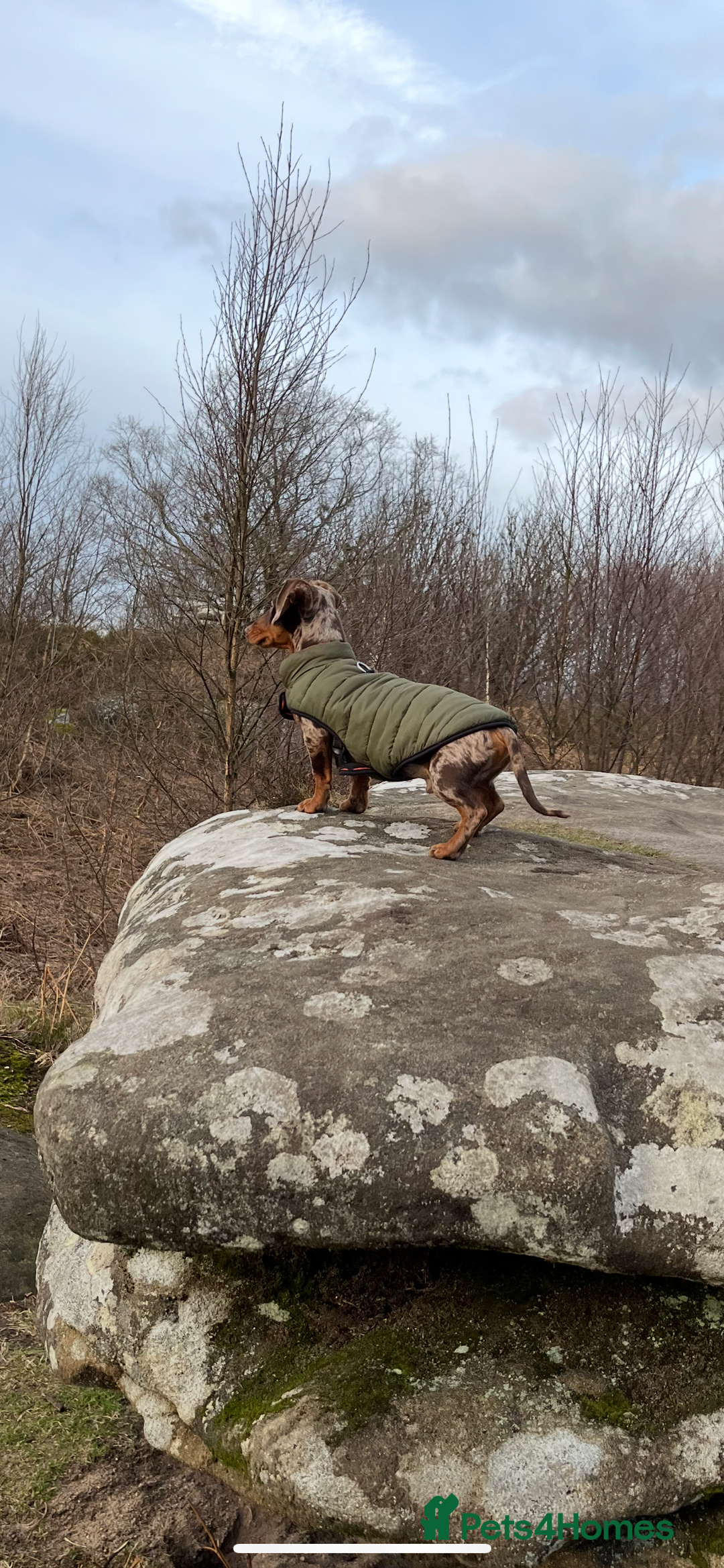 Miniature Dachshund dogs for stud: 💥FIRST TIME DAPPLE STUD💥 - Image 7