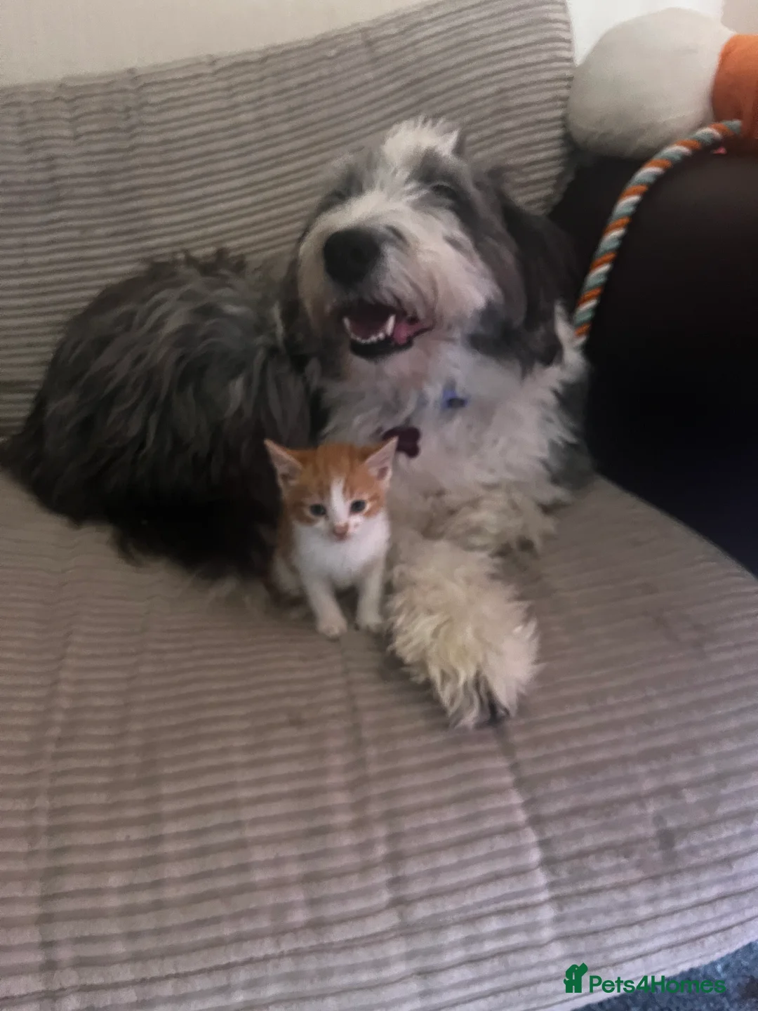 Mixed Breed cats for sale: 2 kittens  - Advert 2