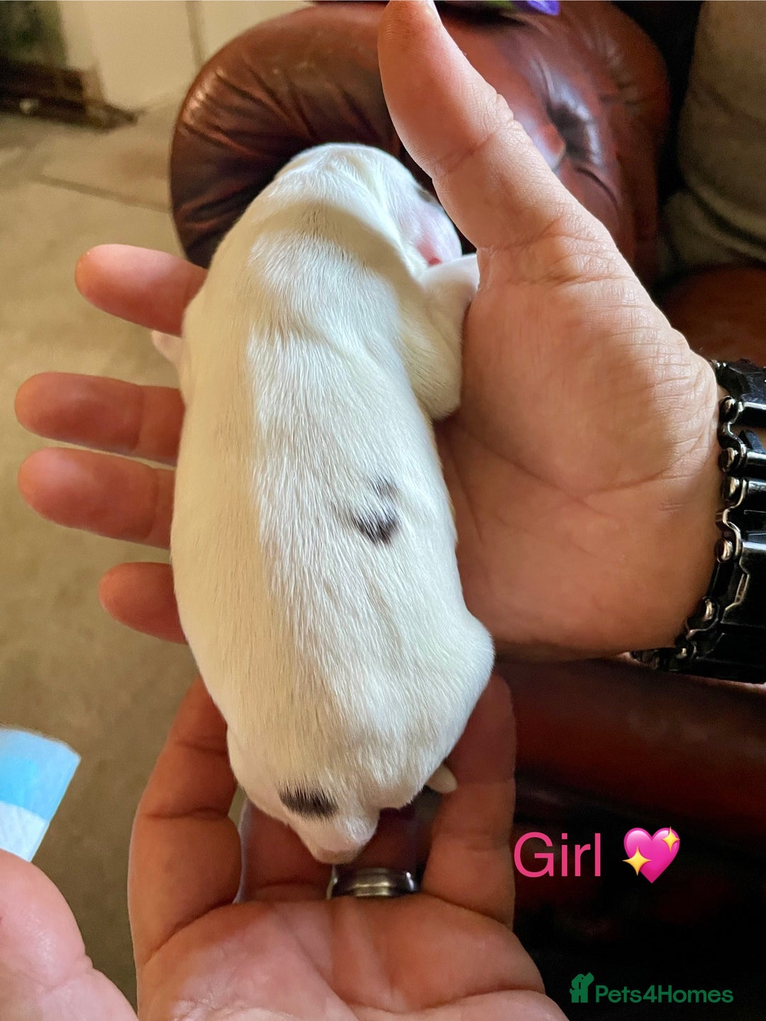 Cocker Spaniel dogs for sale: Your “furever” friend is here - Advert 28