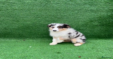 Australian Shepherd dogs Australia shepherd Kc puppies TWO LEFT  - Advert 10