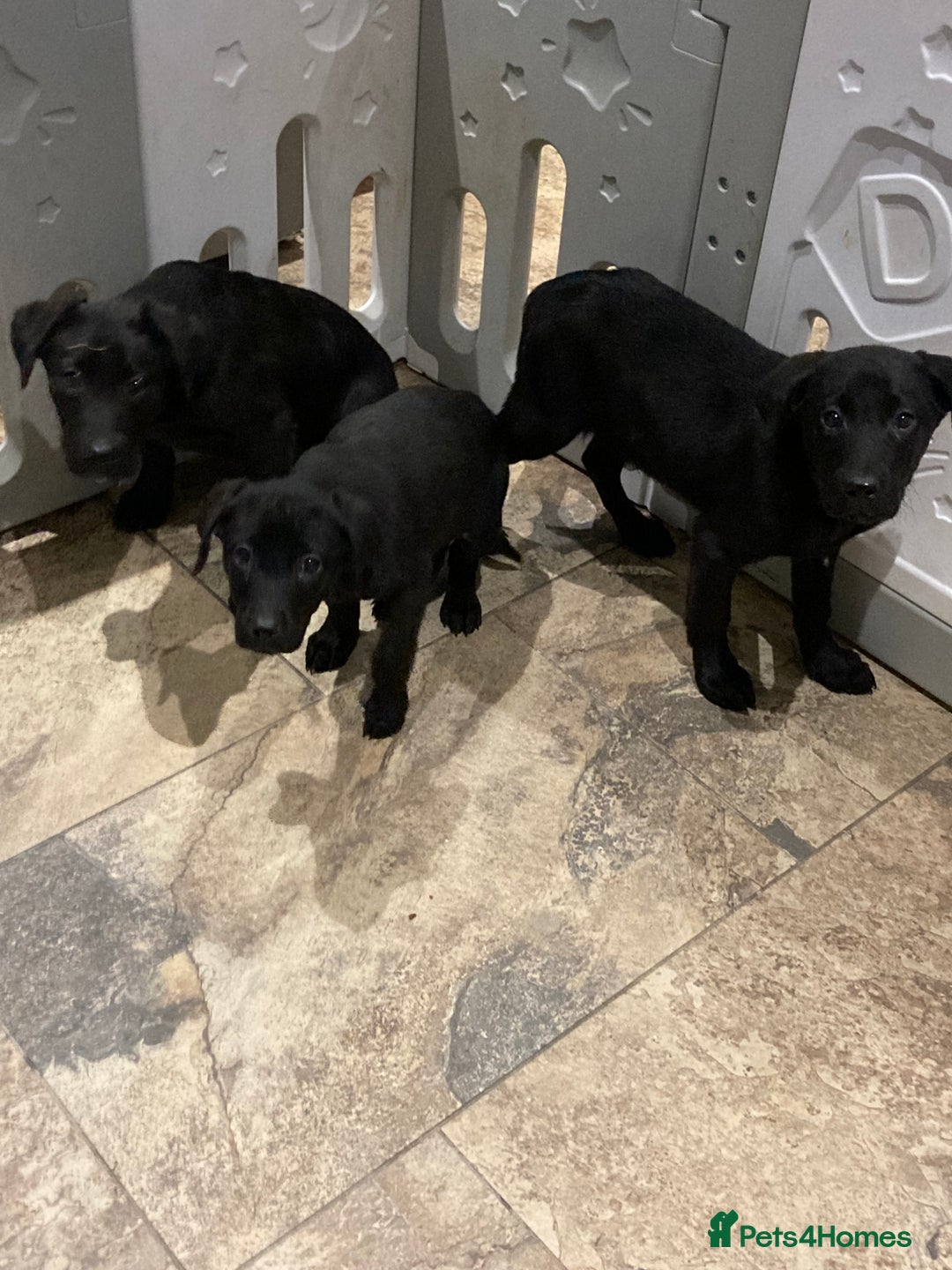 Labrador Retriever dogs for sale: Labrador pups (Black) - Advert 2