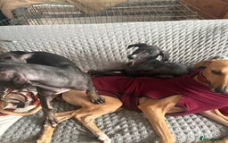 Mixed Breed dogs for sale: Saluki x lurcher/whippet puppies - Image 9